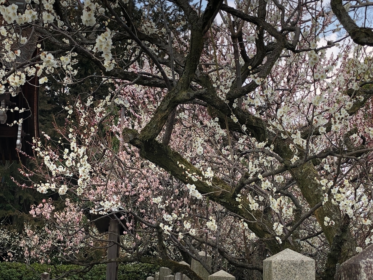 f:id:myrtus77:20220314163528j:plain