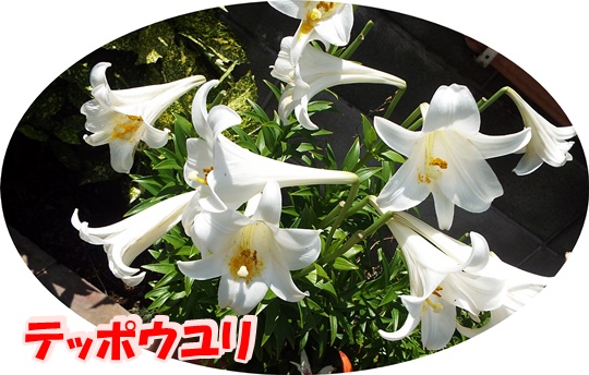 f:id:mysaturn3548:20160614132021j:image f:id:mysaturn3548:20160614132021j:image