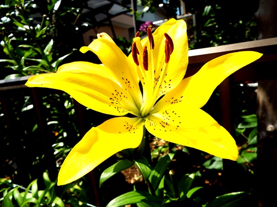 f:id:mysaturn3548:20160614132108j:image f:id:mysaturn3548:20160614132108j:image