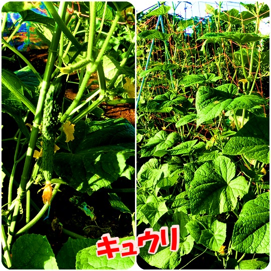 f:id:mysaturn3548:20160731233322j:image f:id:mysaturn3548:20160731233322j:image