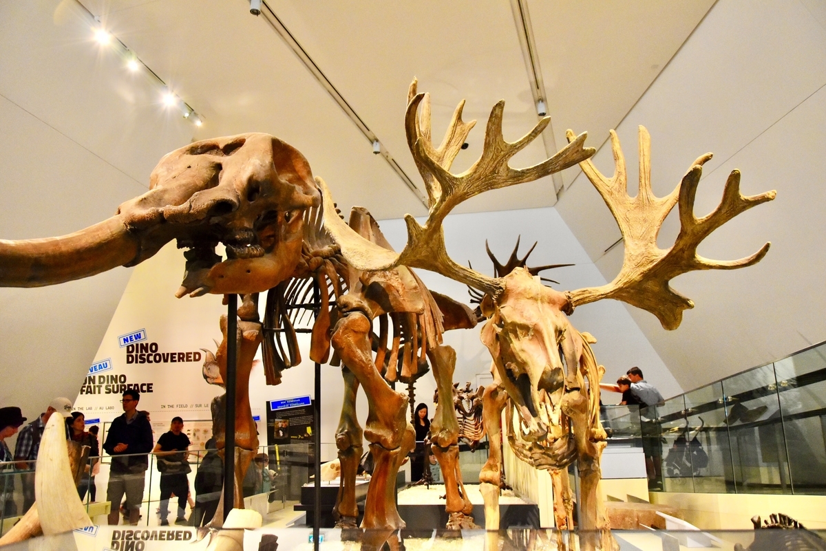 トロント,オンタリオ博物館,恐竜の化石