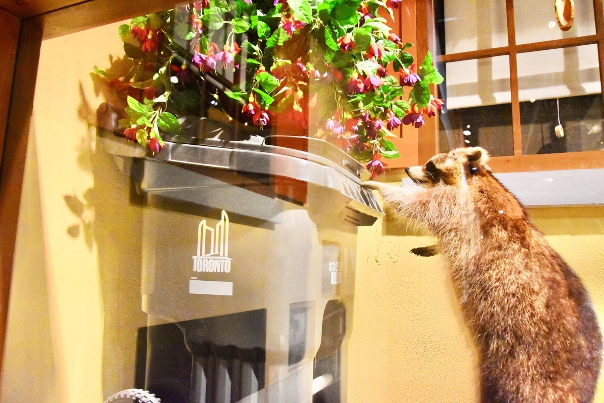 ロイヤルオンタリオ博物館,アライグマ
