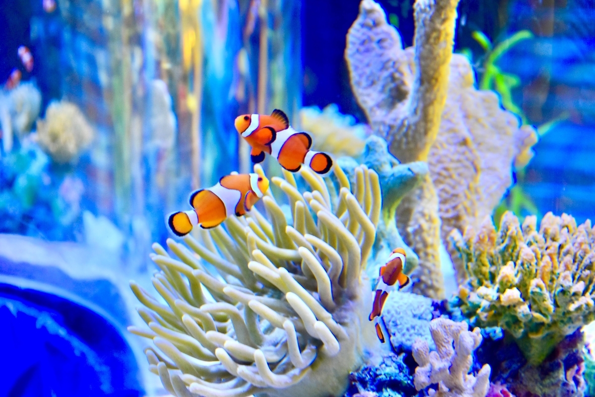 リプレイ水族館,ニモ,カクレクマノミ