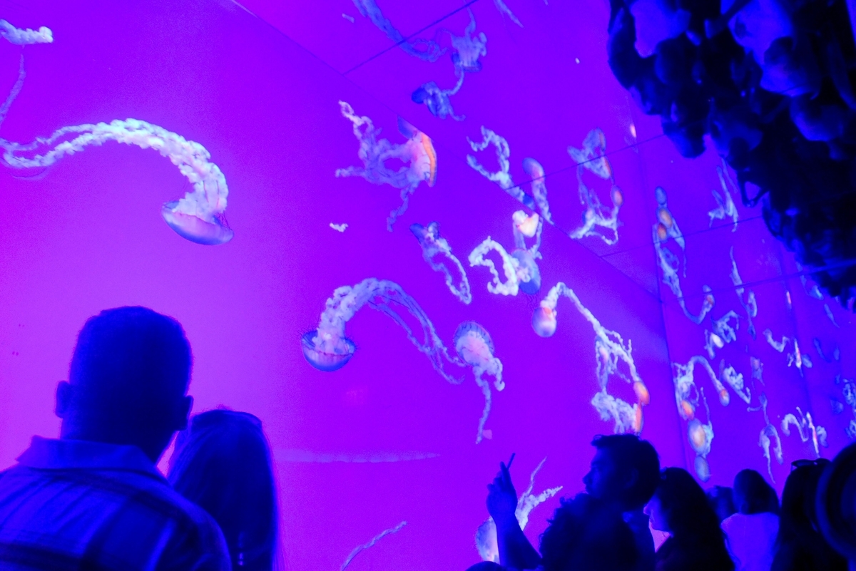 リプレイ水族館,ジェリーフィッシュ