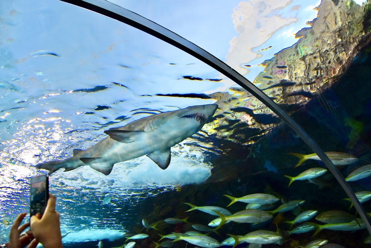 リプレイ水族館,サメ,水中トンネル