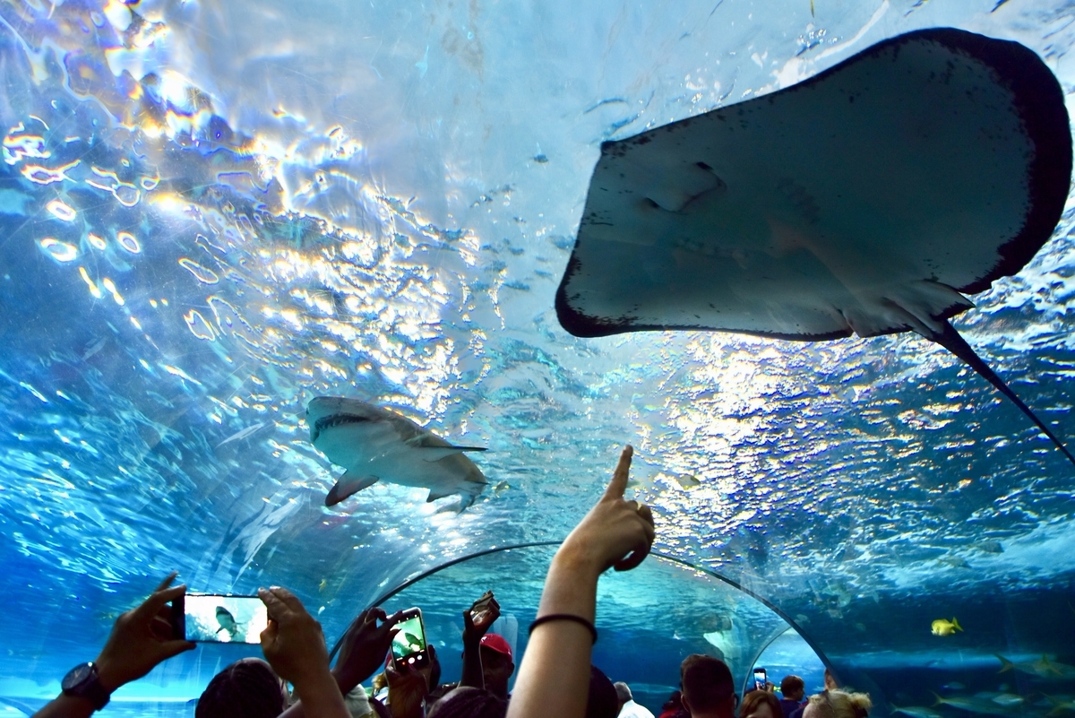 リプレイ水族館,エイ,サメ,水中トンネル
