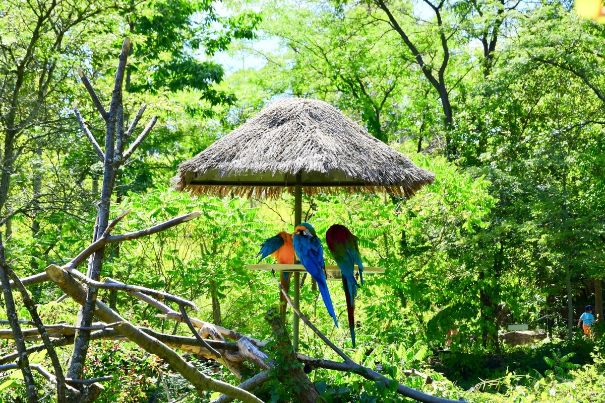 トロント動物園,鳥