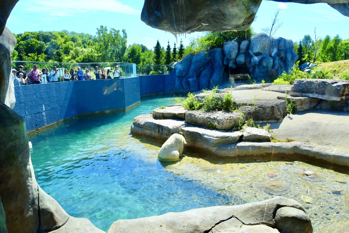 トロント動物園,白くま