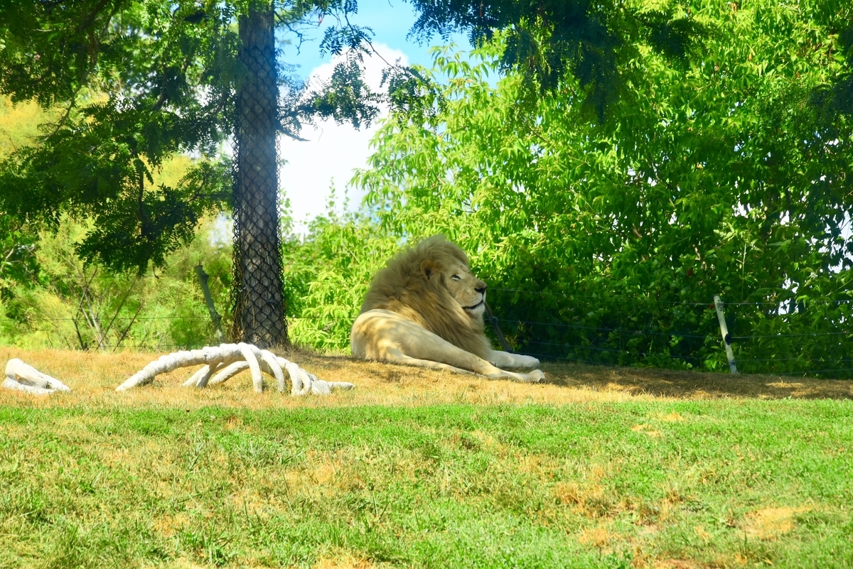 トロント動物園,ライオン