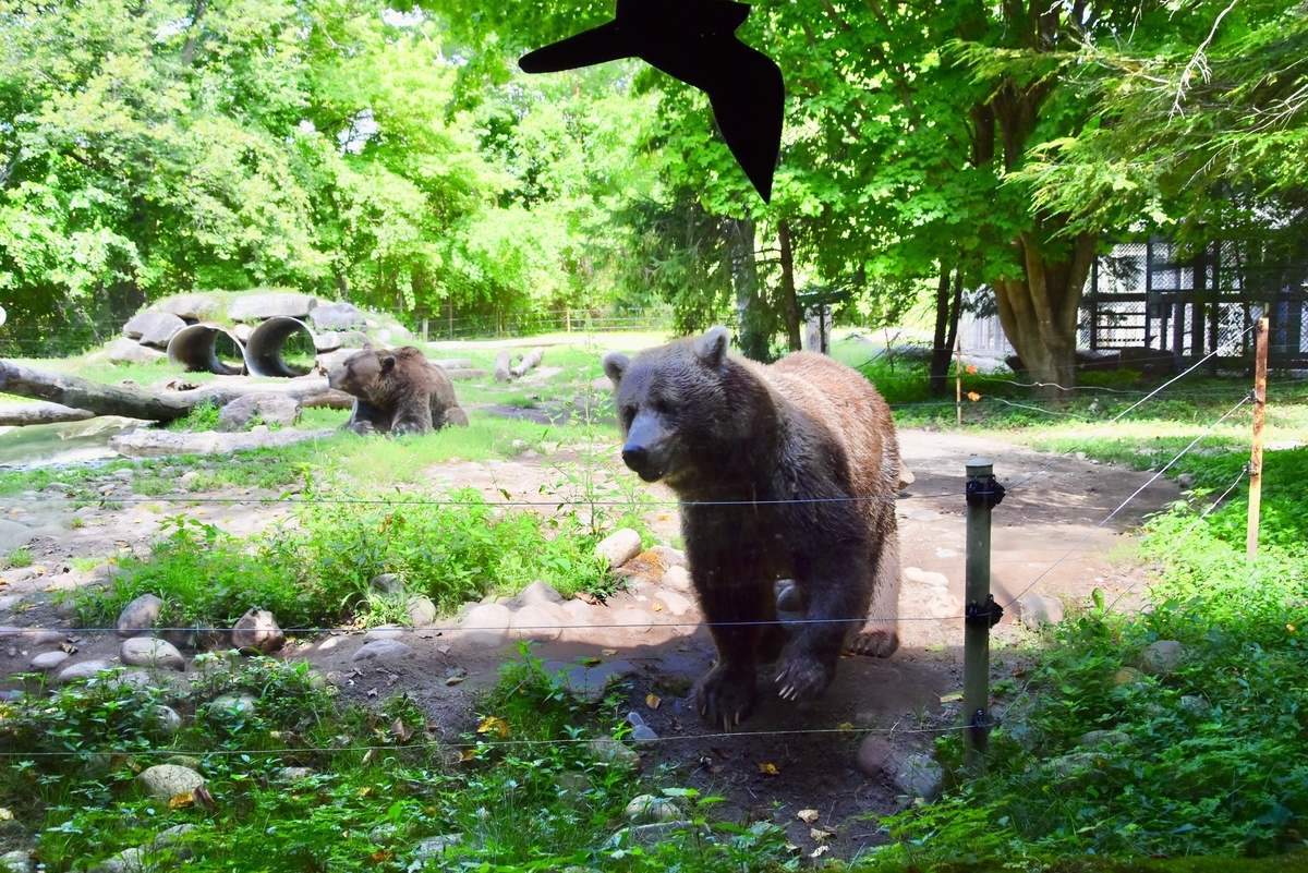 トロント,トロント動物園,グリズリー