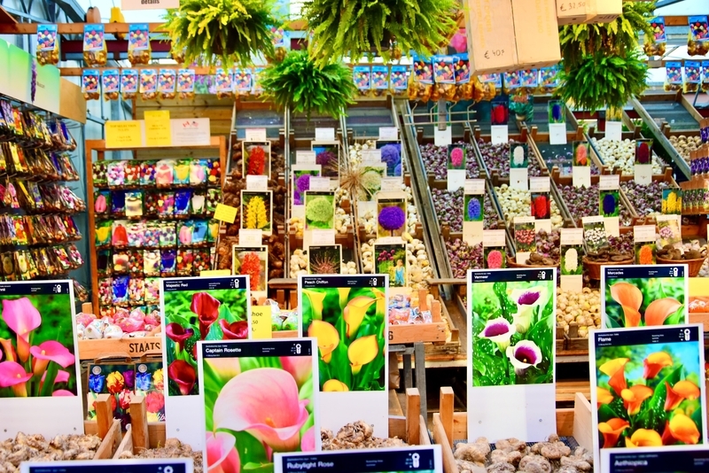 オランダ,アムステルダム,シンゲルの花市場