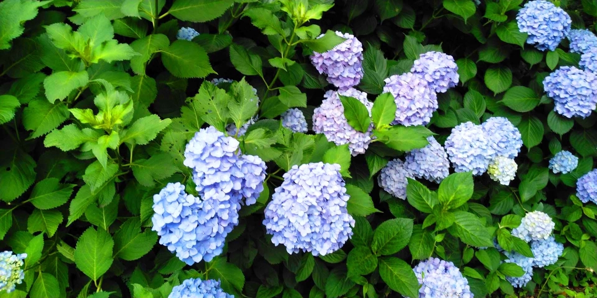 f:id:mytake-enoki:20200719080800j:plain f:id:mytake-enoki:20200719080800j:plain