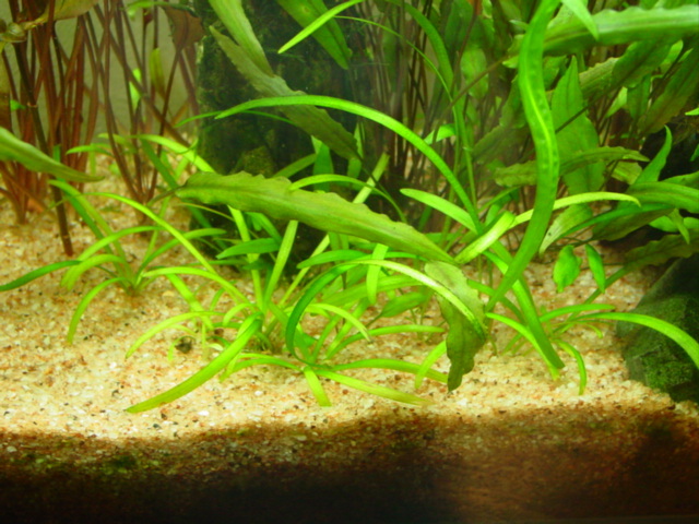 金魚水槽の方が調子がいい水草 タナゴとともに