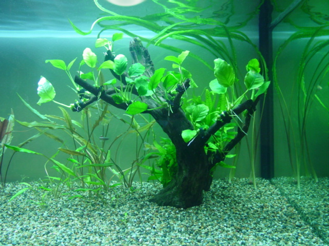f:id:mytanago:20071214032834j:image:right,w210 f:id:mytanago:20071214032834j:image:right,w210