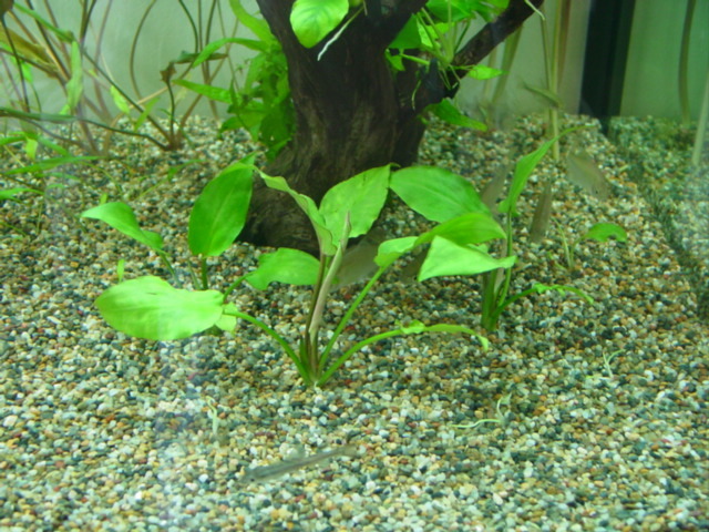 f:id:mytanago:20071216104705j:image:right,w210 f:id:mytanago:20071216104705j:image:right,w210
