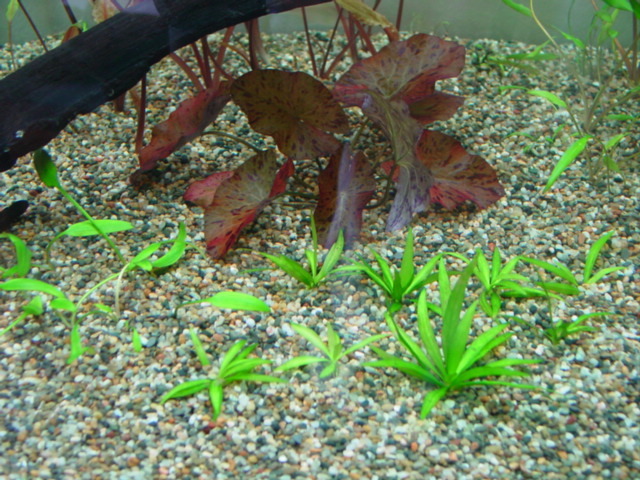 f:id:mytanago:20071216104719j:image:right,w210 f:id:mytanago:20071216104719j:image:right,w210