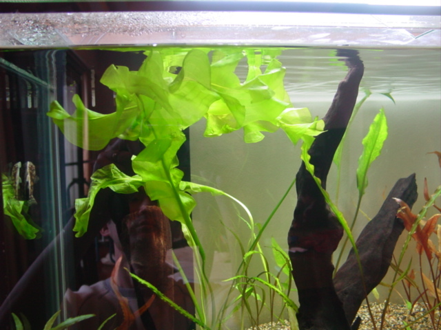 f:id:mytanago:20071216104732j:image:right,w210 f:id:mytanago:20071216104732j:image:right,w210