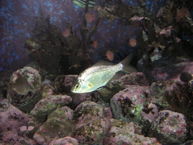 f:id:mytanago:20081108094927j:image:w430 f:id:mytanago:20081108094927j:image:w430