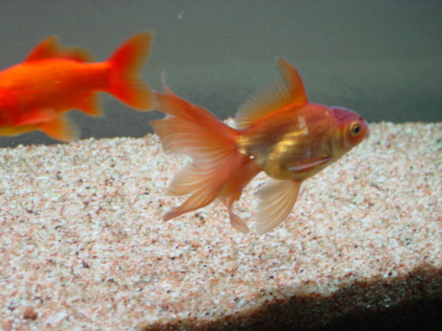 f:id:mytanago:20081208233907j:image:w430 f:id:mytanago:20081208233907j:image:w430