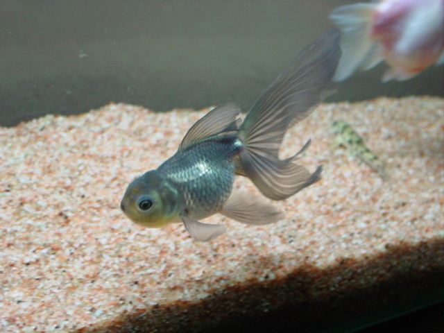 f:id:mytanago:20081208233911j:image:w430 f:id:mytanago:20081208233911j:image:w430