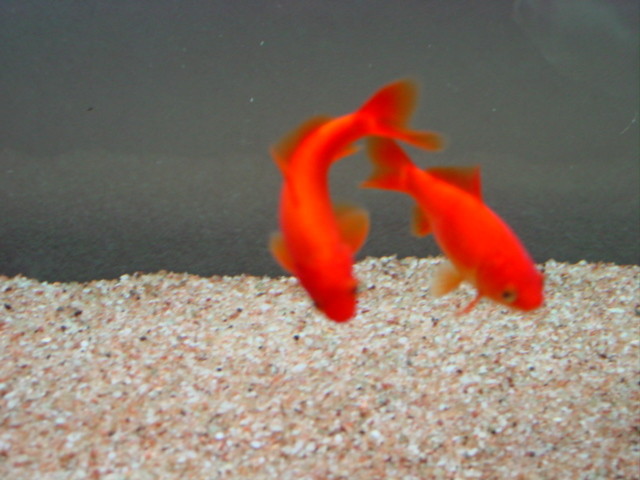 f:id:mytanago:20081208233915j:image:w430 f:id:mytanago:20081208233915j:image:w430