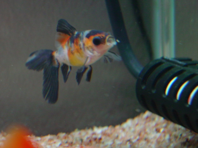 f:id:mytanago:20081208233953j:image:w430 f:id:mytanago:20081208233953j:image:w430