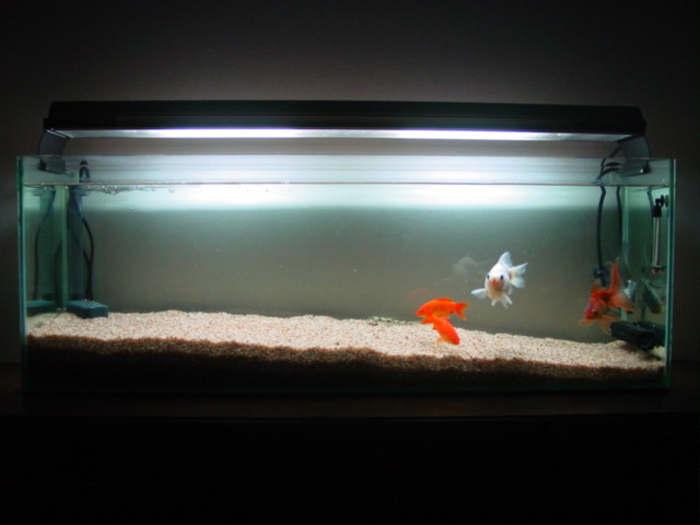 f:id:mytanago:20081208234238j:image:w430 f:id:mytanago:20081208234238j:image:w430