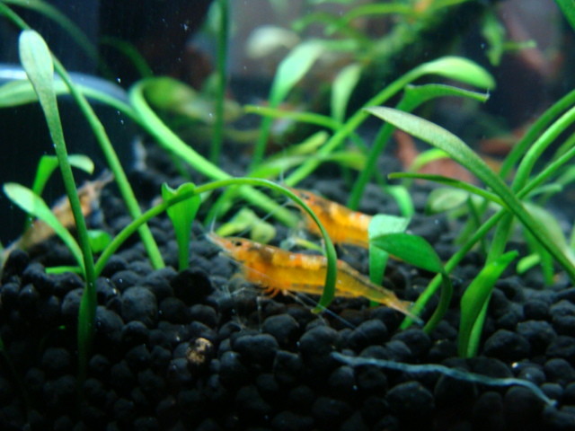 f:id:mytanago:20090814000252j:image:w430 f:id:mytanago:20090814000252j:image:w430