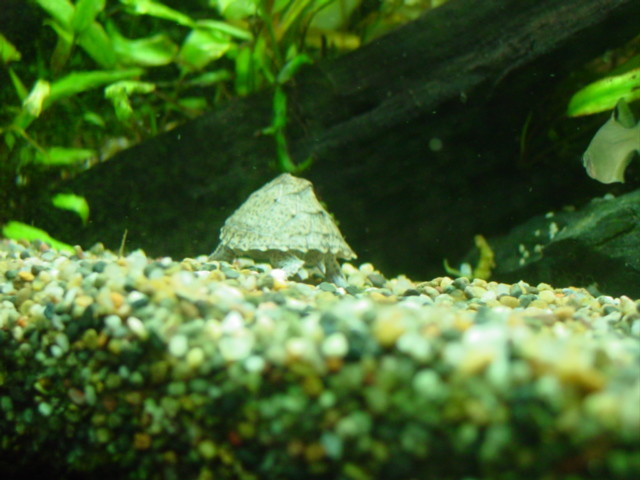 f:id:mytanago:20100105230955j:image:w430 f:id:mytanago:20100105230955j:image:w430