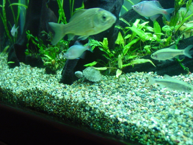 f:id:mytanago:20100109020559j:image:w210 f:id:mytanago:20100109020559j:image:w210