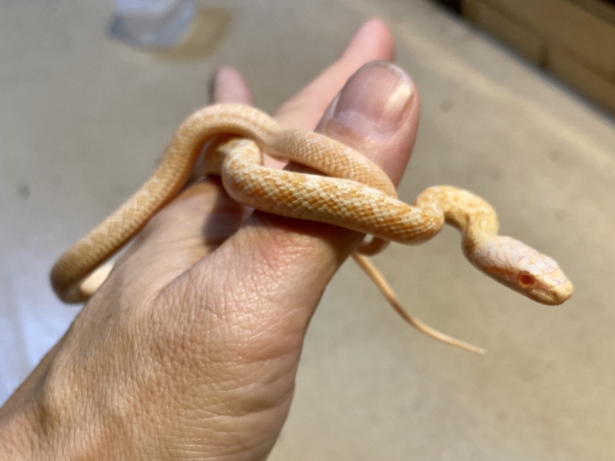アオダイショウの飼育方法 飼育設備を紹介 Takeのbeautiful Days アオダイショウの飼育方法 飼育設備を紹介 Takeのbeautiful Days