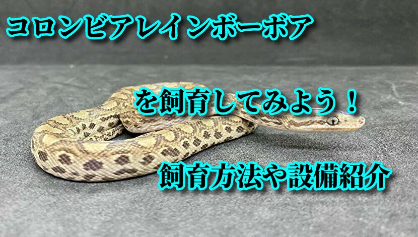 f:id:mytyaqua:20200528021222j:plain f:id:mytyaqua:20200528021222j:plain