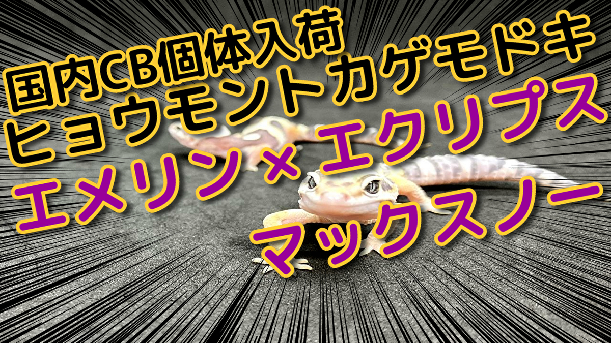 f:id:mytyaqua:20200723172420j:plain