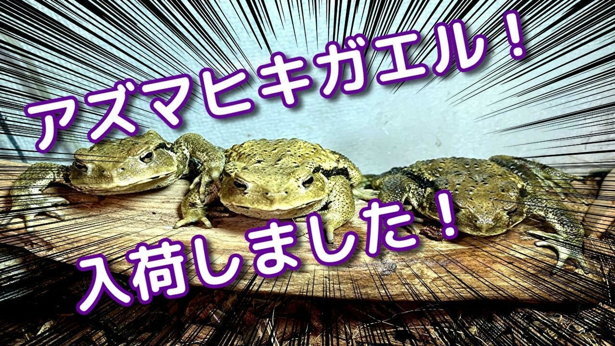 f:id:mytyaqua:20200727200933j:plain