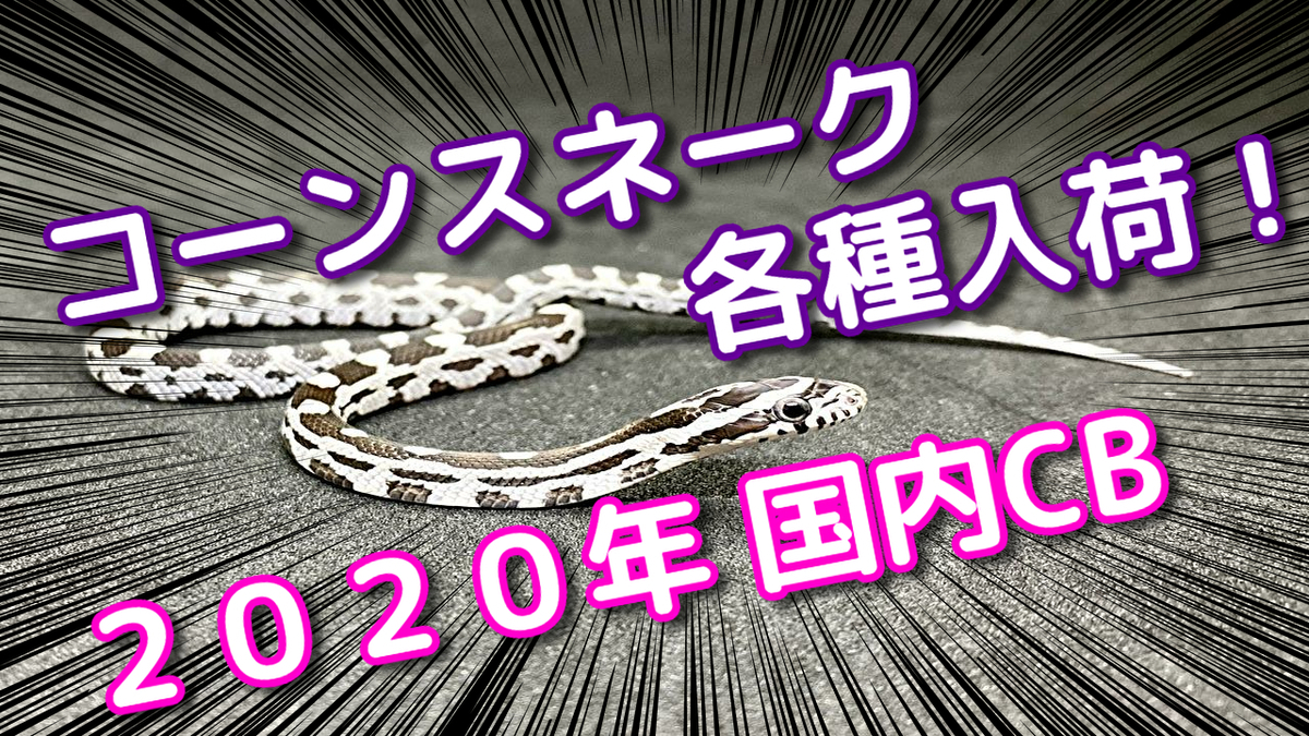 f:id:mytyaqua:20200801201351j:plain