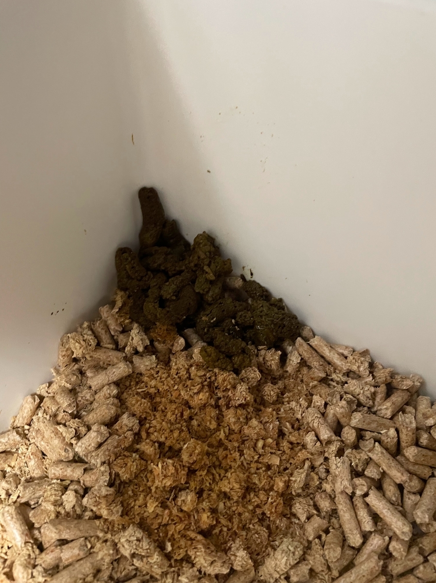 フェレットの便