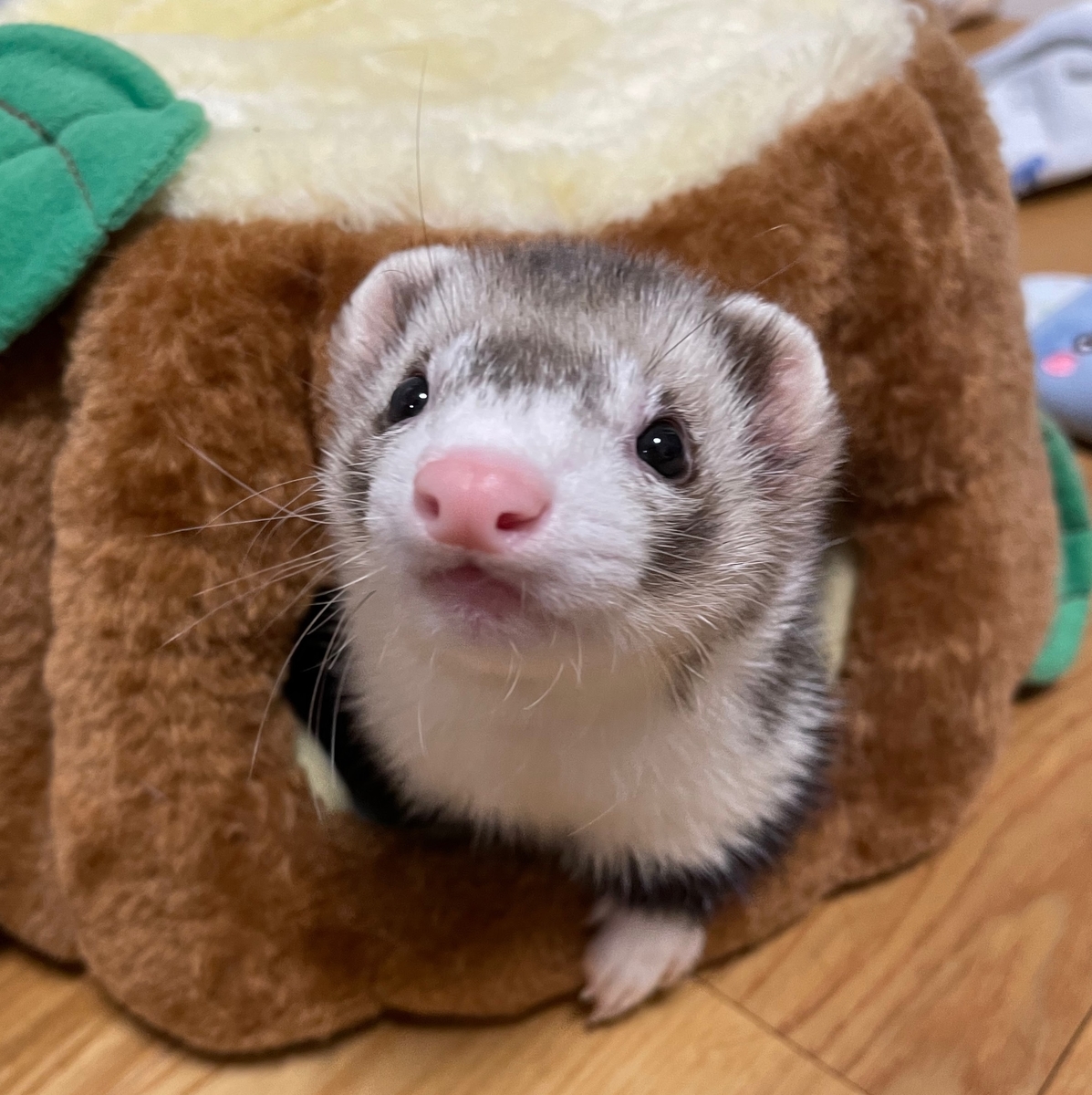 フェレットのおもち