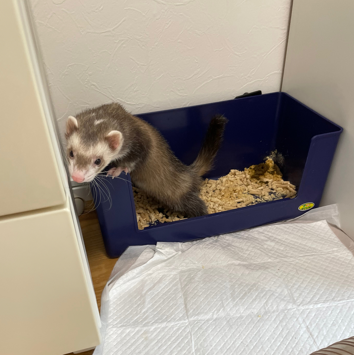 立ちションをするフェレット