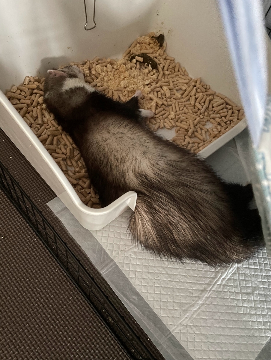 トイレで寝るおもち