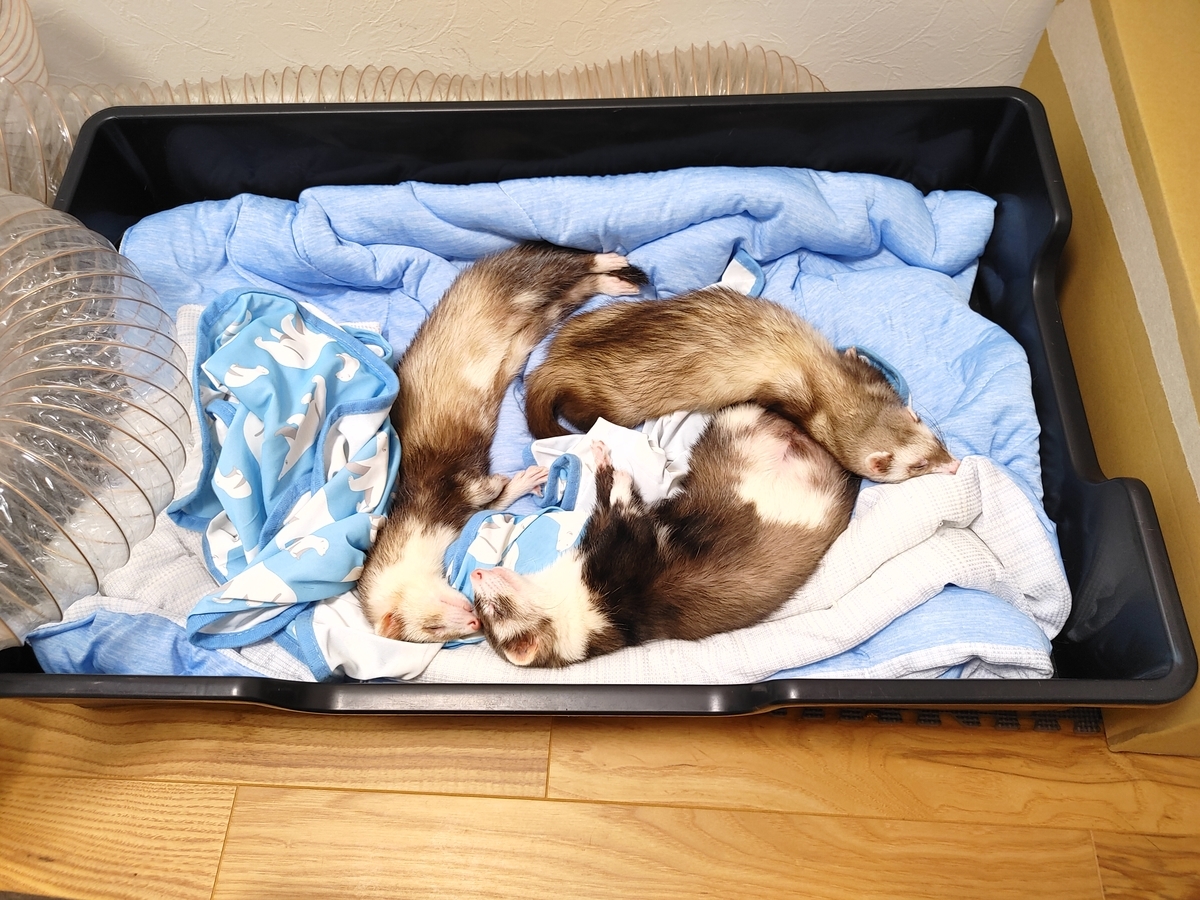 フェレットが寝ている様子