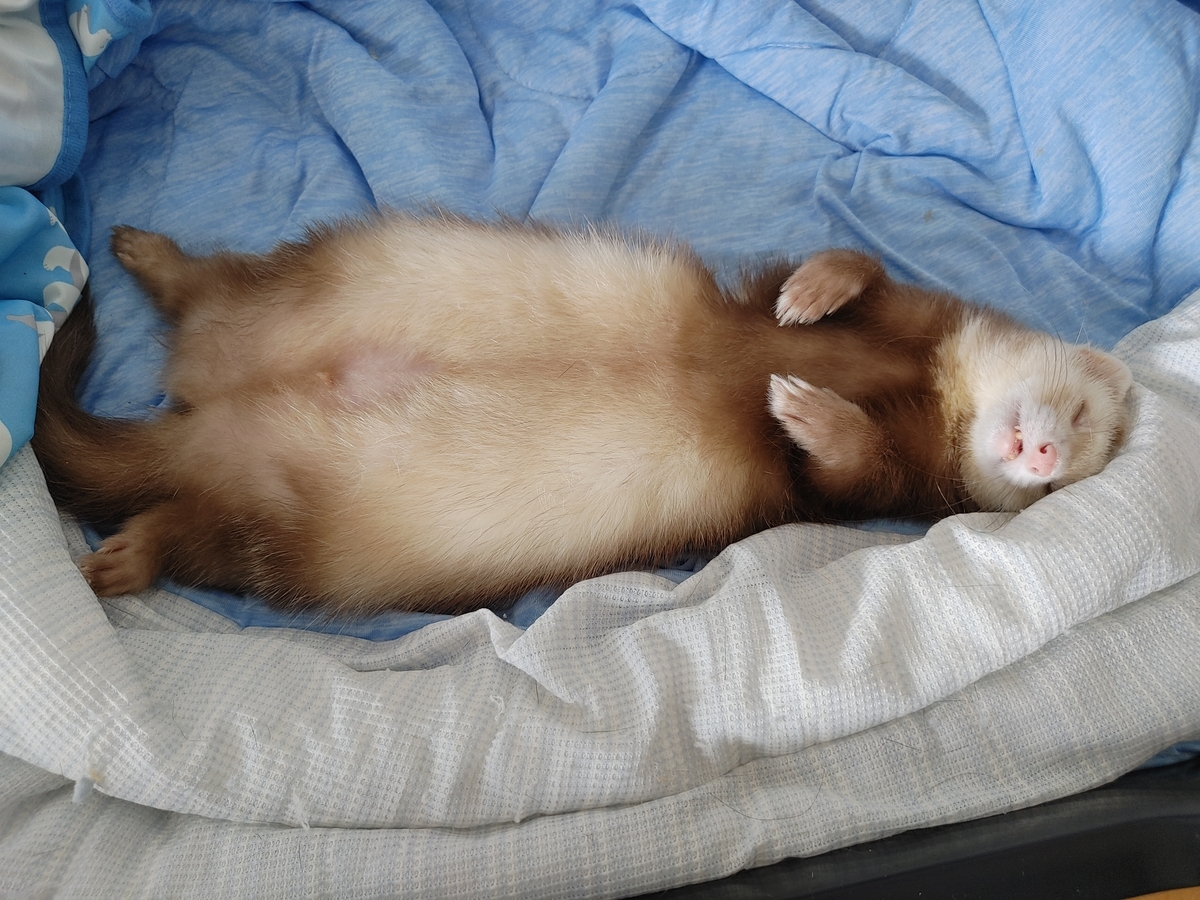 ベッドを独占して寝る