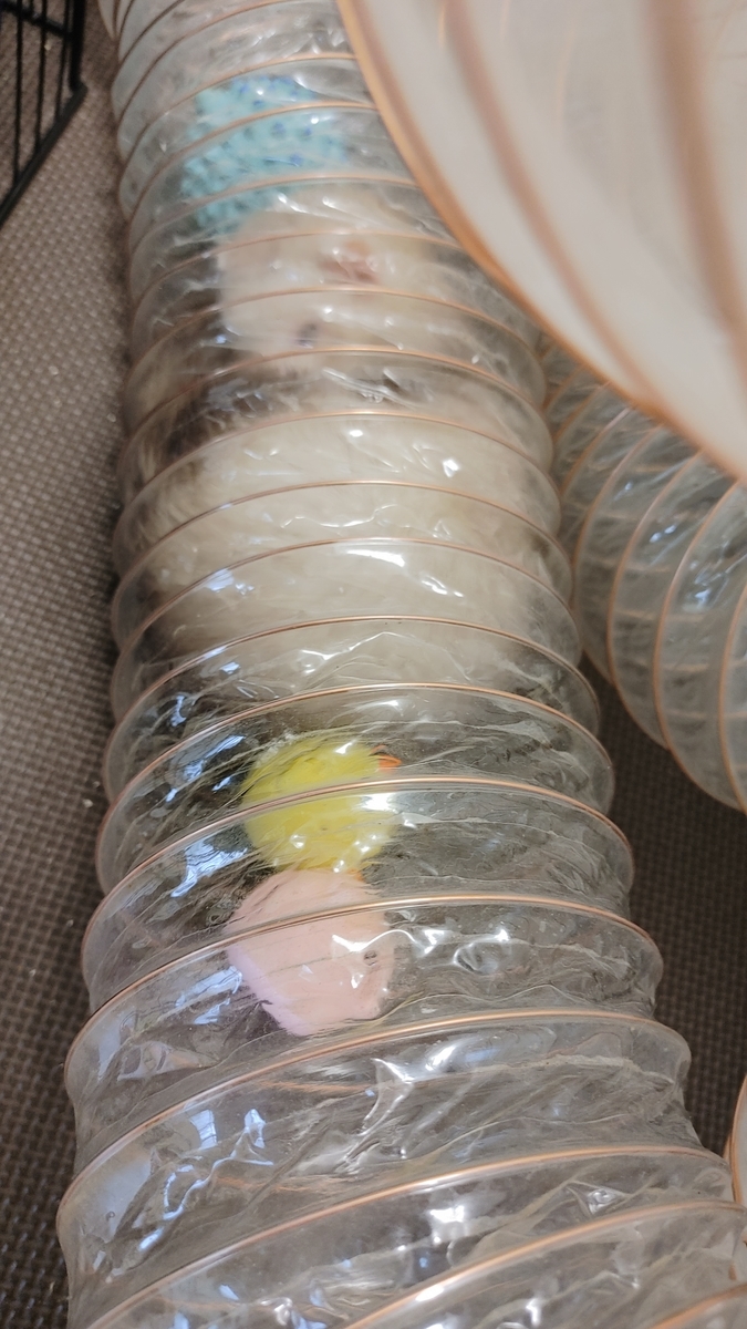 トンネルの中で寝ているフェレット