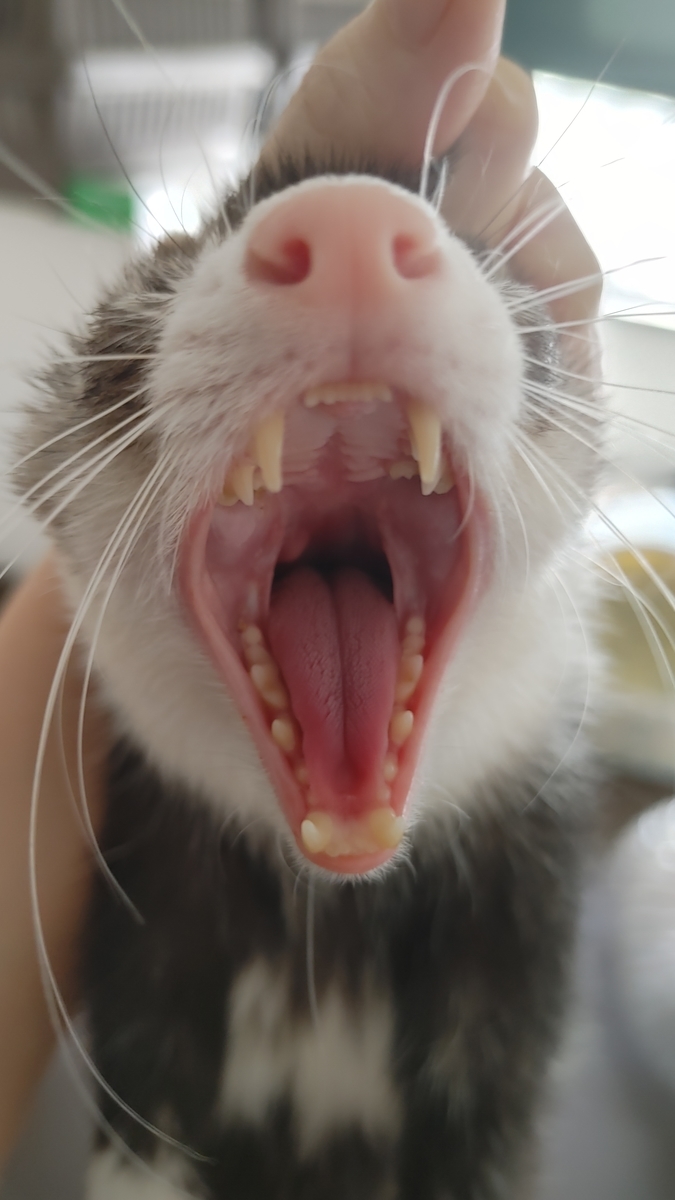 フェレットの口の中の白いできもの