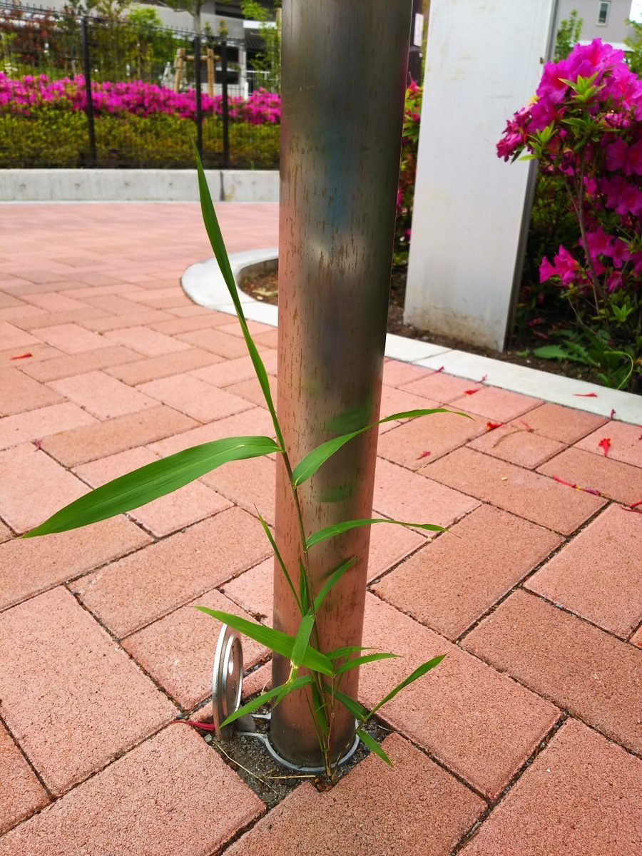 f:id:myuhikaru:20190507130054j:plain f:id:myuhikaru:20190507130054j:plain