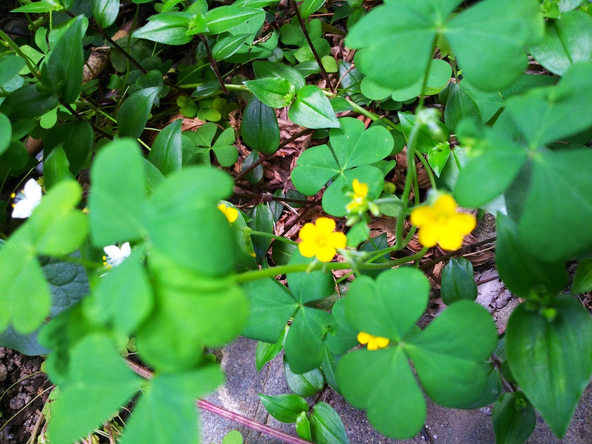 f:id:myuhikaru:20190509202009j:plain f:id:myuhikaru:20190509202009j:plain