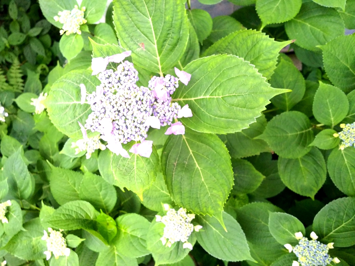 f:id:myuhikaru:20190531182924j:plain f:id:myuhikaru:20190531182924j:plain