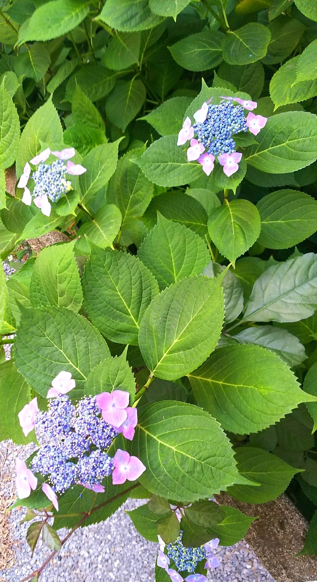 f:id:myuhikaru:20190607195857j:plain f:id:myuhikaru:20190607195857j:plain