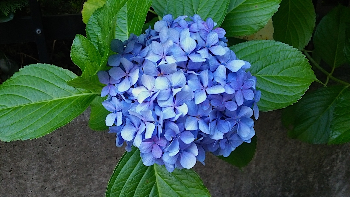 f:id:myuhikaru:20190610112328j:plain f:id:myuhikaru:20190610112328j:plain