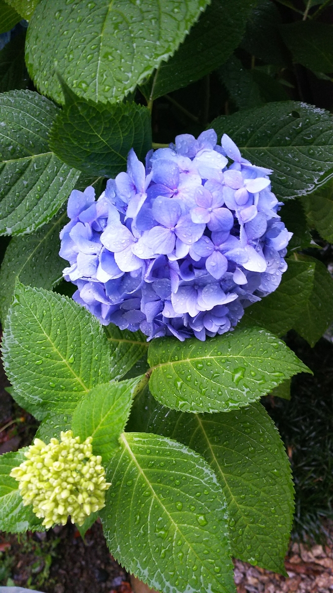 f:id:myuhikaru:20190610212502j:plain f:id:myuhikaru:20190610212502j:plain