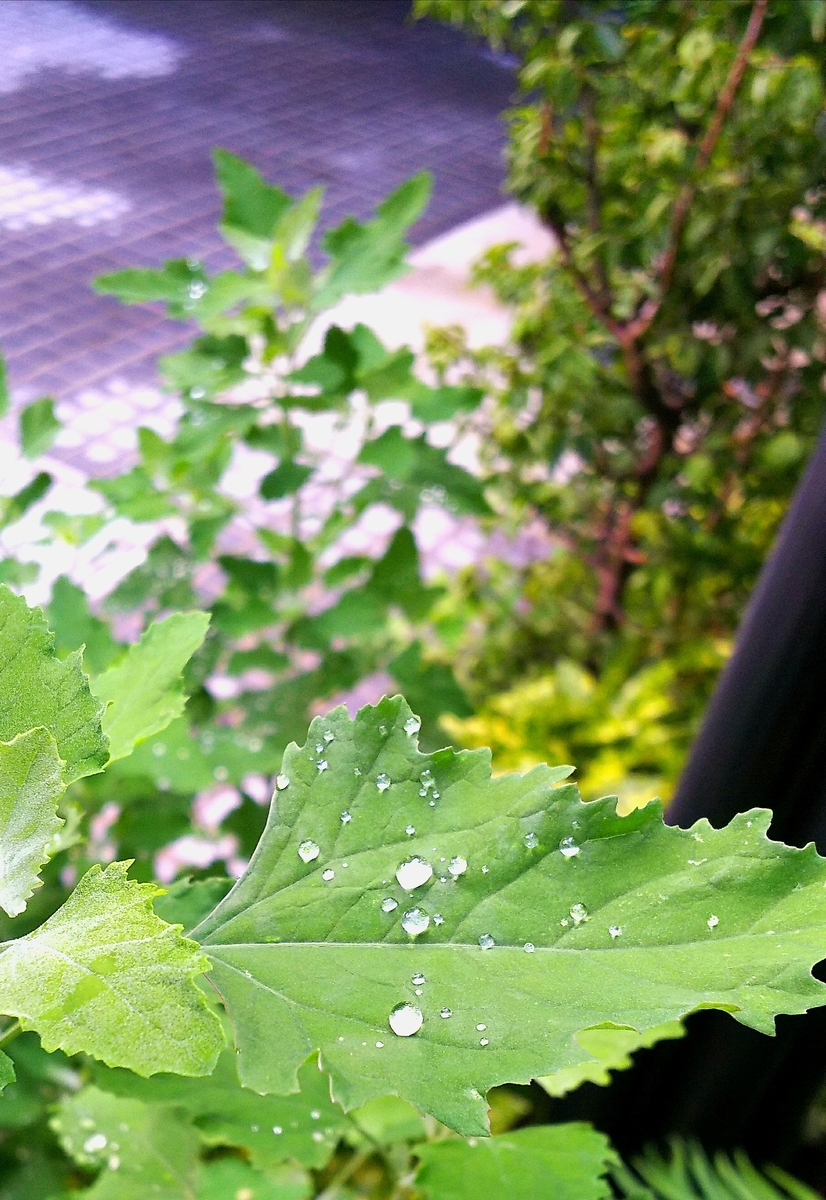 f:id:myuhikaru:20190624202021j:plain f:id:myuhikaru:20190624202021j:plain